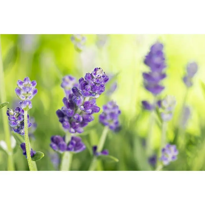 Piardino Lavendel - Lavandula angustifolia, Blau/Lila - Nahaufnahme von duftendem Lavendel in voller Blüte, der die beruhigende Essenz und Schönheit der Natur hervorhebt.