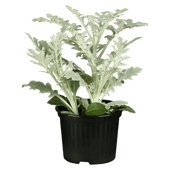 Cineraria de flor - Cineraria, Tamaño de maceta: 17 cm - Cineraria marítima en maceta negra. La planta tiene hojas de color verde plateado y está en una maceta de plástico negro.