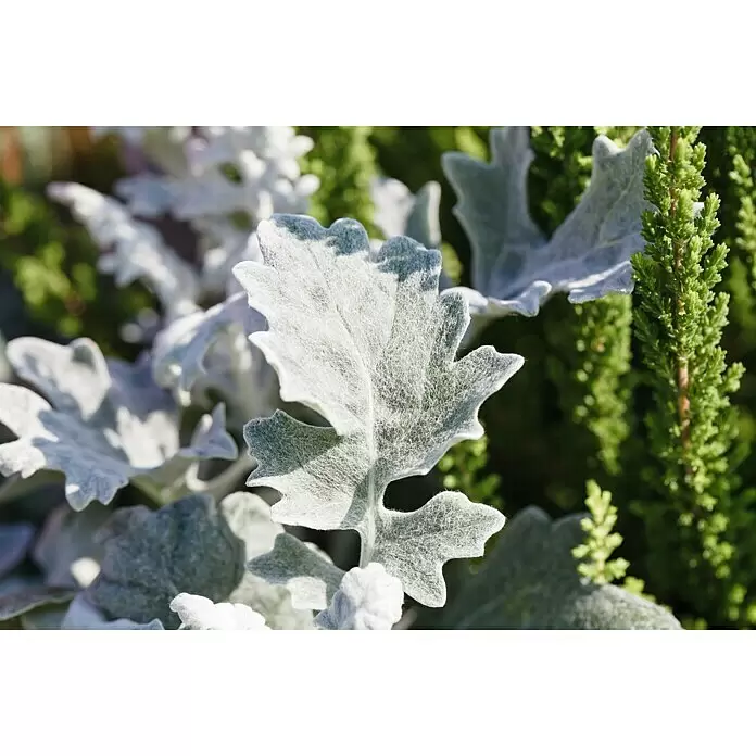 Piardino Silberblatt - Senecio bicolor, Topfgröße: 9 cm - Stimmungsaufnahme