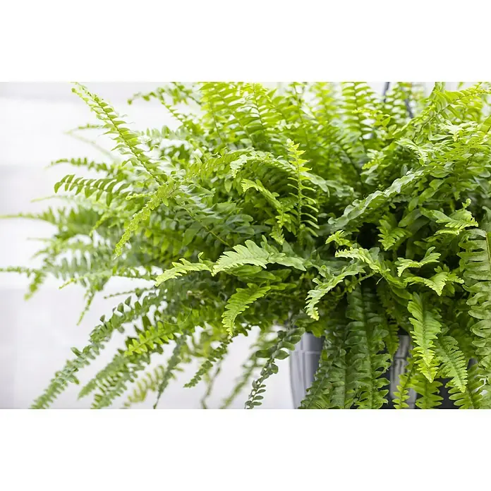Piardino Schwertfarn - Nephrolepis exatata, Topfgröße: 19 cm, Grün - Nahaufnahme eines üppigen Schwertfarns in einem Topf, der die grünen Blätter und die Textur der Pflanze hervorhebt.