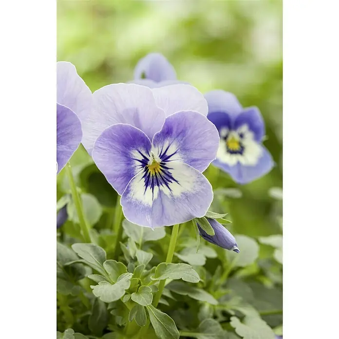 Piardino Hornveilchen Ampel - Viola cornuta, Topfgröße: 27 cm, Sortenabhängig - Nahaufnahme von lila Stiefmütterchenblüten mit gelben und schwarzen Details und grünen Blättern, die ihre zarte Schönheit hervorheben.