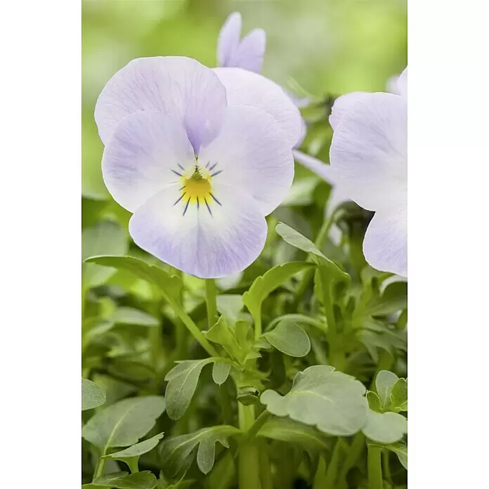Piardino Hornveilchen Ampel - Viola cornuta, Topfgröße: 27 cm, Sortenabhängig - Stimmungsaufnahme