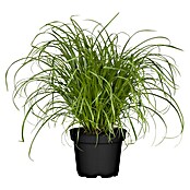 Piardino Katzengras (Cyperus zumula, Topfgröße: 12 cm)