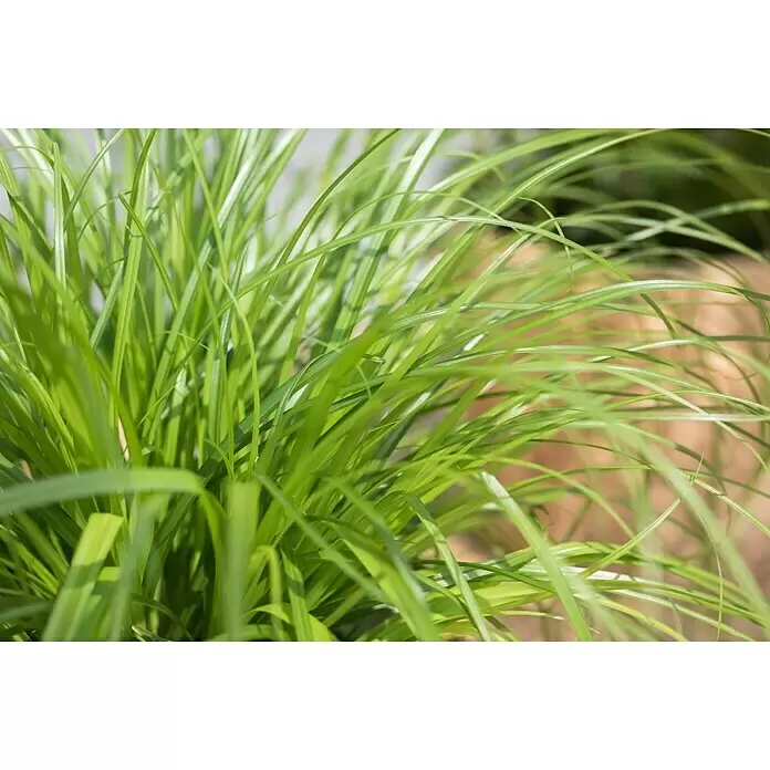 Piardino Katzengras Heimtierfutter - Cyperus zumula, Topfgröße: 12 cm - Stimmungsaufnahme