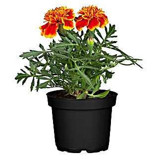 Piardino Staude (Tagetes patula, Topfgröße: 9 cm)
