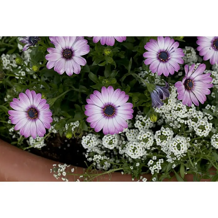 Piardino Osteospermum - Osteospermum ecklonis, Tamaño de maceta: 10 cm, En función de la variedad - Primer plano de margaritas púrpuras y flores blancas de aliso en una maceta.