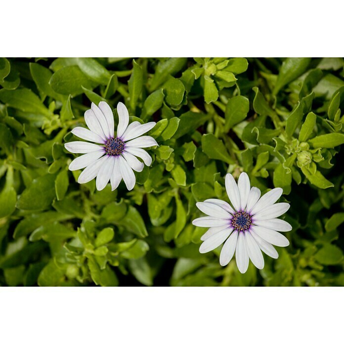 Piardino KapkörbchenOsteospermum ecklonis, Topfgröße: 10 cm, Sortenabhängig Mood Shot