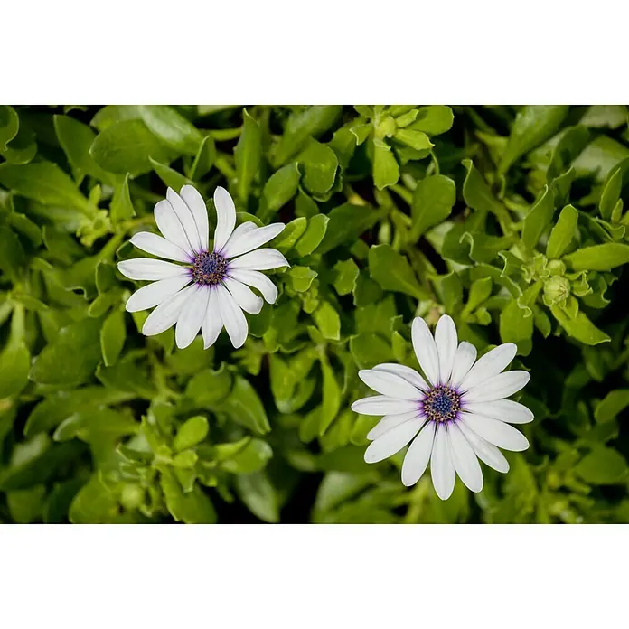 Piardino Kapkörbchen - Osteospermum ecklonis, Topfgröße: 10 cm, Sortenabhängig - Zwei weiße Gänseblümchen mit violettem Zentrum inmitten grüner Blätter, die die zarte Schönheit der Natur zeigen.