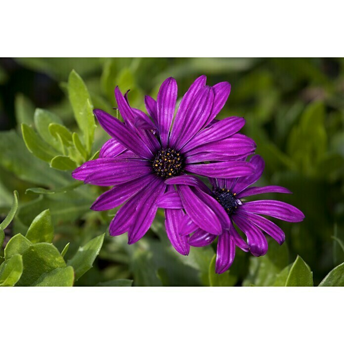 Piardino KapkörbchenOsteospermum ecklonis, Topfgröße: 10 cm, Sortenabhängig Mood Shot