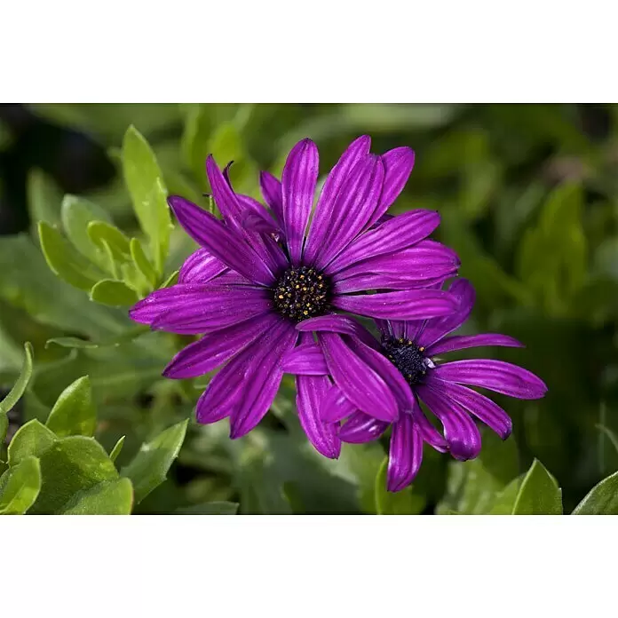 Piardino Kapkörbchen - Osteospermum ecklonis, Topfgröße: 10 cm, Sortenabhängig - Stimmungsaufnahme