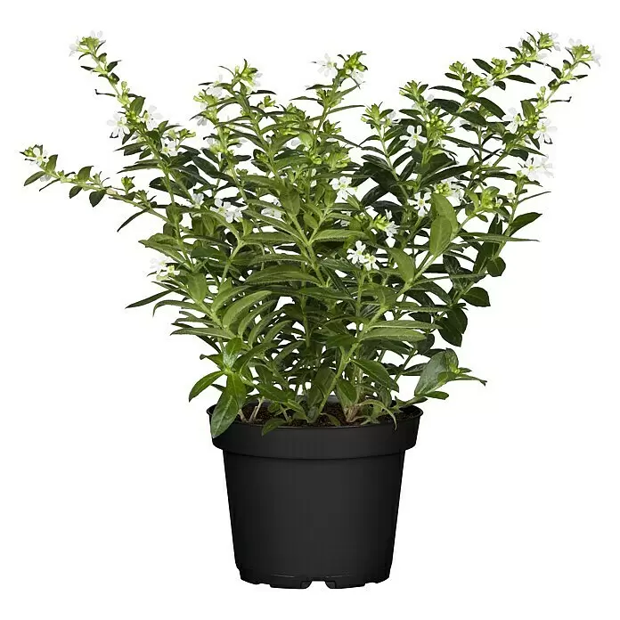 Piardino Köcherblume - Cuphea hyssopifolia, Topfgröße: 10 cm, Rosa, Weiß, Lila - Vorderansicht