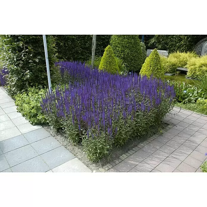 Piardino Garten-Blüten-Salbei - Salvia nemorosa, Topfgröße: 13 cm, Blau/Rosa - Stimmungsaufnahme