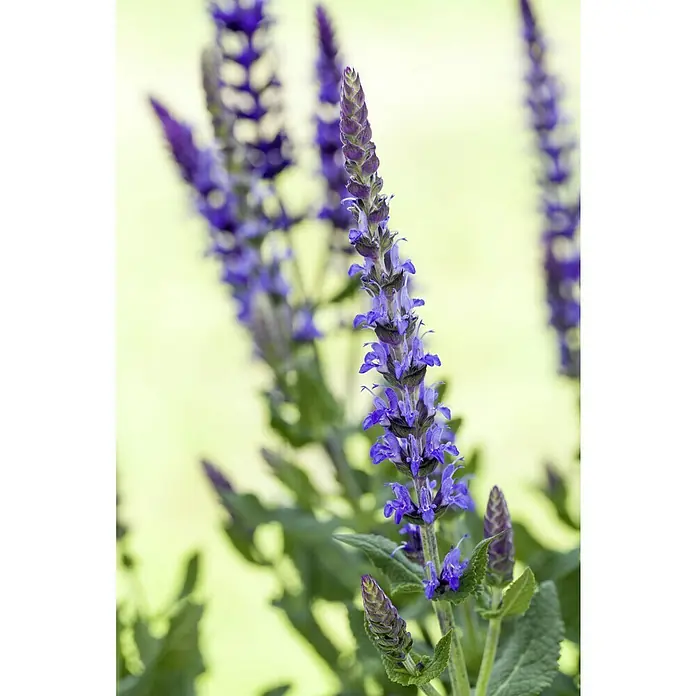 Piardino Garten-Blüten-Salbei - Salvia nemorosa, Topfgröße: 13 cm, Blau/Rosa - Detailaufnahme von violettem Salbei. Die Blütenstände sind dicht besetzt mit kleinen, intensiven Blüten und grünen Blättern.