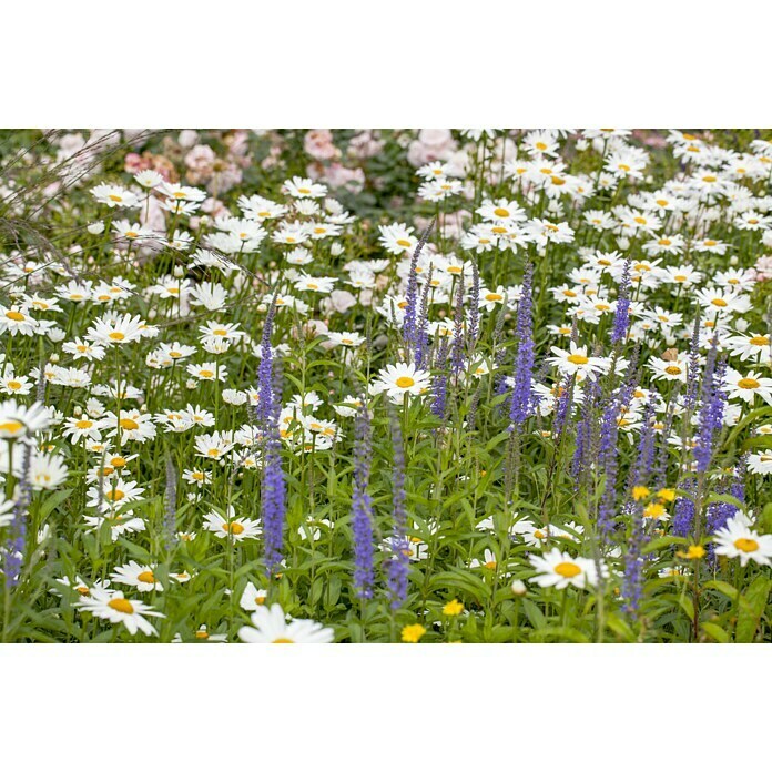 Piardino Großblumige Garten-Margerite (Leucanthemum x superbum, Topfgröße: 13 cm)