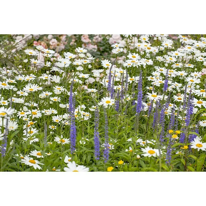 Piardino Großblumige Garten-Margerite - Leucanthemum x superbum, Topfgröße: 13 cm, Weiß - Ein üppiges Feld mit weißen Margeriten und violetten Veronica-Blüten, das eine sommerliche, friedliche Atmosphäre erzeugt.