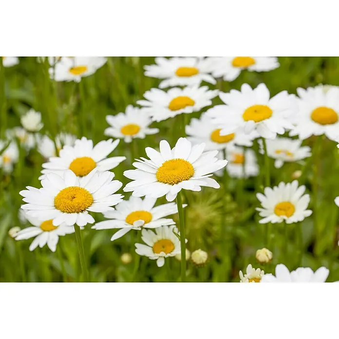 Piardino Großblumige Garten-Margerite - Leucanthemum x superbum, Topfgröße: 13 cm, Weiß - Nahaufnahme von frischen Gänseblümchen mit weißen Blütenblättern und gelben Blütenkörbchen im üppigen Grün.
