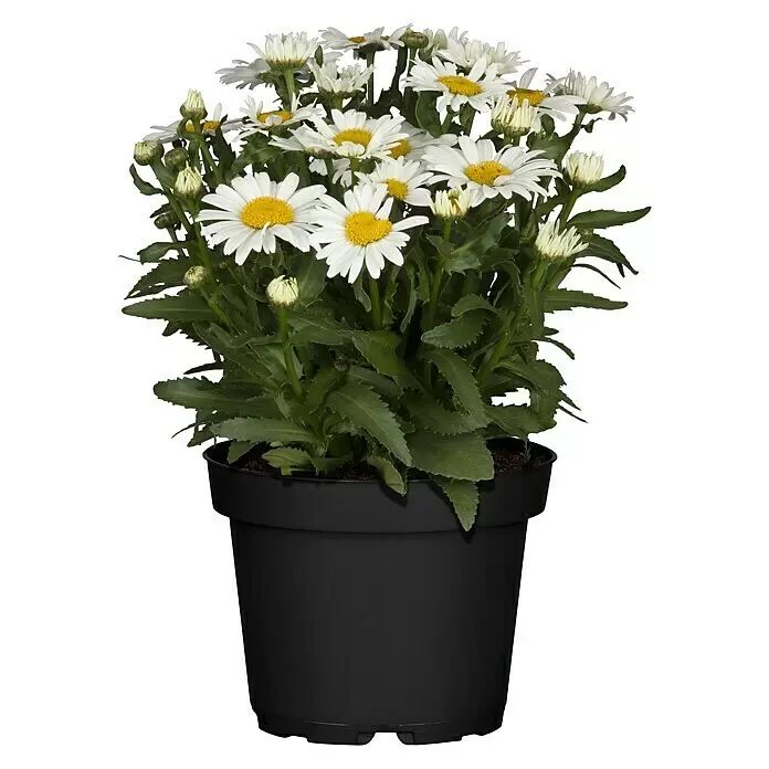 Piardino Großblumige Garten-Margerite - Leucanthemum x superbum, Topfgröße: 13 cm, Weiß - Vorderansicht