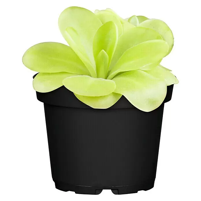 Piardino Gewöhnliches Fettkraut - Pinguicula agnata, Topfgröße: 9 cm - Vorderansicht