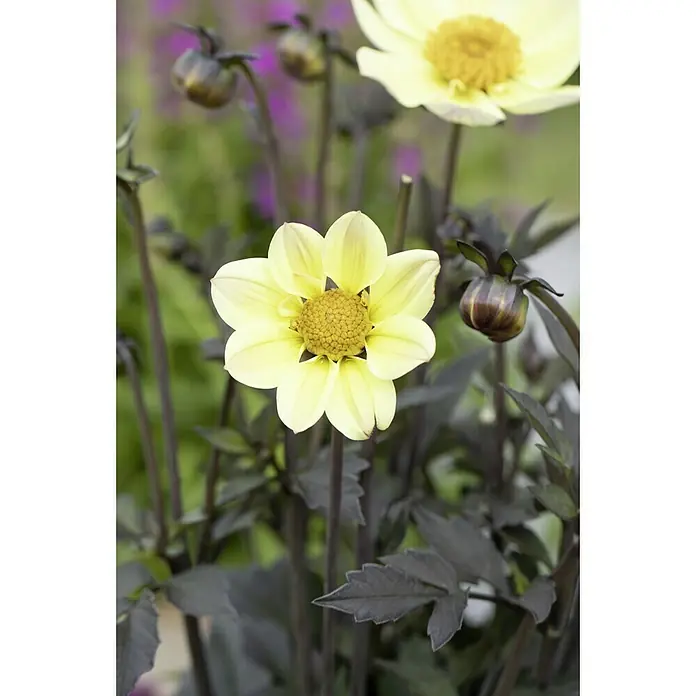 Piardino Dahlie 'Happy Days' - Dahlia 'Happy Days' - Nahaufnahme einer hellgelben Dahlie mit dunklem Stiel und Blättern im Garten, die ihre zarten Blütenblätter und die reiche Textur des Blütenkopfes hervorhebt.