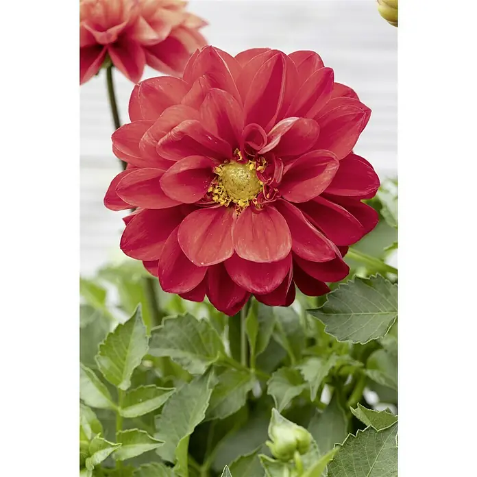 Piardino Dahlie - Dahlia Starburst Pink, Topfgröße: 19 cm - Nahaufnahme einer roten Dahlie mit gelber Mitte und grünen Blättern. Die Dahlie ist der Mittelpunkt des Bildes.