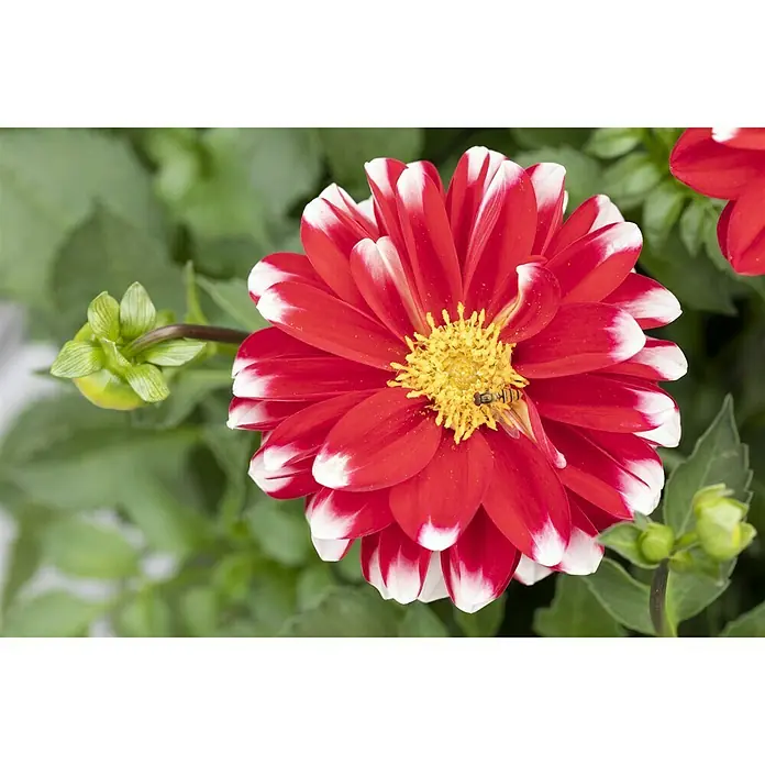 Piardino Dahlie - Dahlia Starburst Pink, Topfgröße: 19 cm - Nahaufnahme einer zweifarbigen Dahlie mit rotem Farbton und weißen Spitzen, mit gelber Mitte und einer kleinen Insektenlandung.
