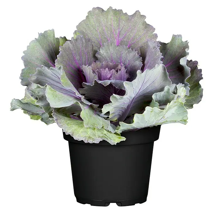 Zierkohl im Set - 3 Stk., Brassica, Topfgröße: 12 cm - Zierkohl in einem schwarzen Topf, mit dekorativen violetten und grünen Blättern.
