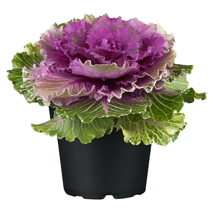 Zierkohl im Set - 3 Stk., Brassica, Topfgröße: 12 cm - Nahaufnahme eines Zierkohls in einem schwarzen Topf. Die Pflanze hat grüne und lilafarbene Blätter und ist eine dekorative Ergänzung für jeden Raum.