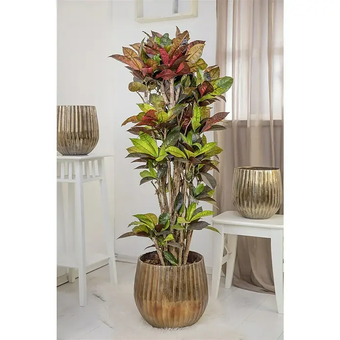 Piardino Kroton XXL - Codiaeum variegatum, Topfgröße: 27 cm - Dekorative Zimmerpflanze Croton in einem goldenen Topf, platziert in einem hellen Raum, die das auffällige Laub und das glänzende Gefäß hervorhebt.