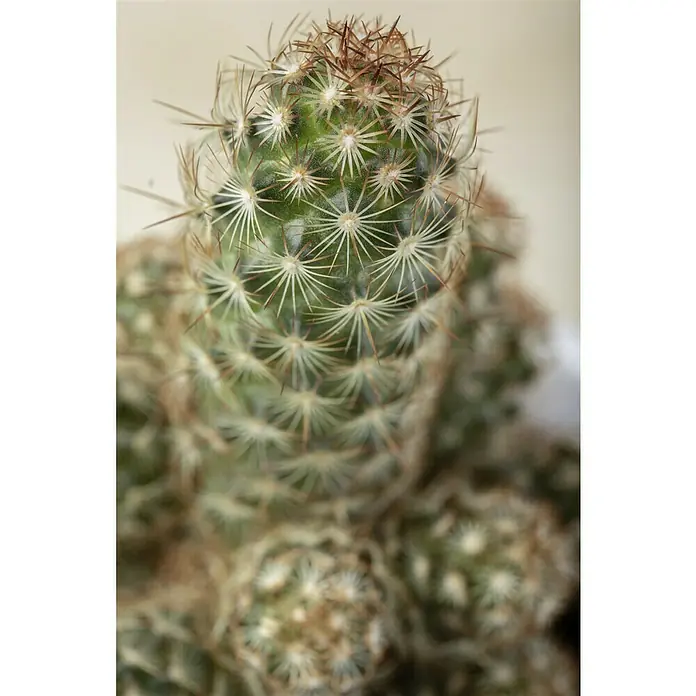 Piardino Cactus - Cactus, Tamaño de maceta: 12 cm - Primer plano de un cactus con espinas blancas y cerdas marrones en la parte superior, que crece en una maceta.