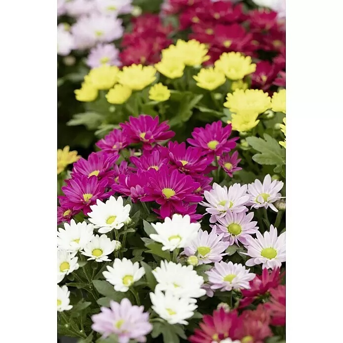 Piardino Herbst-Chrysantheme - Chrysanthemum indicum, Topfgröße: 12 cm, Sortenabhängig - Stimmungsaufnahme