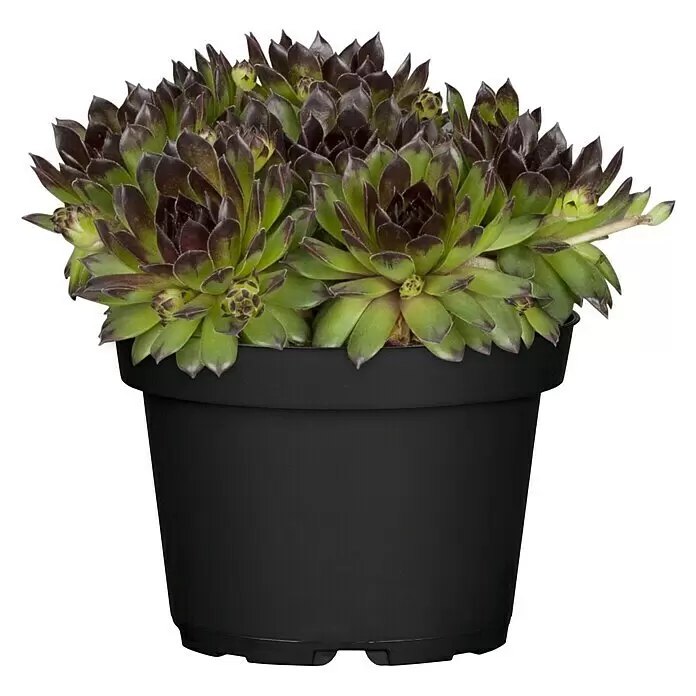 Piardino Hauswurz - Sempervivum in Sorten, Topfgröße: 9 cm, Grün/Braun/Rot - Vorderansicht