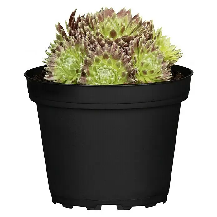 Piardino Hauswurz - Sempervivum in Sorten, Topfgröße: 9 cm, Grün/Braun/Rot - Vorderansicht