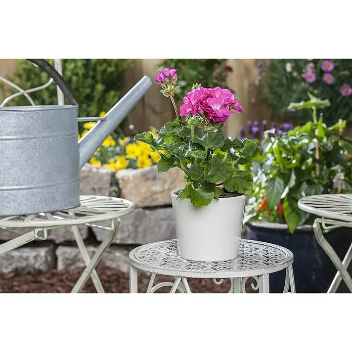 Piardino Zonal-Pelargonie - Pelargonium zonale, Blütenfarbe: Sortenabhängig - Ein rosafarbene Geranie blüht in einem weißen Topf auf einem Beistelltisch, daneben steht eine Zinkgießkanne, beide im sonnigen Garten.