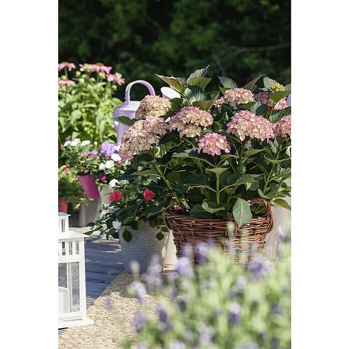 Hortensia