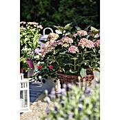 Hortensia