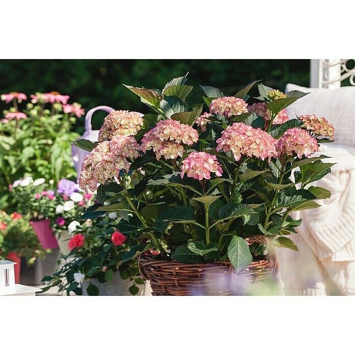 Hortensia