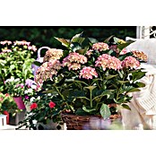 Hortensia
