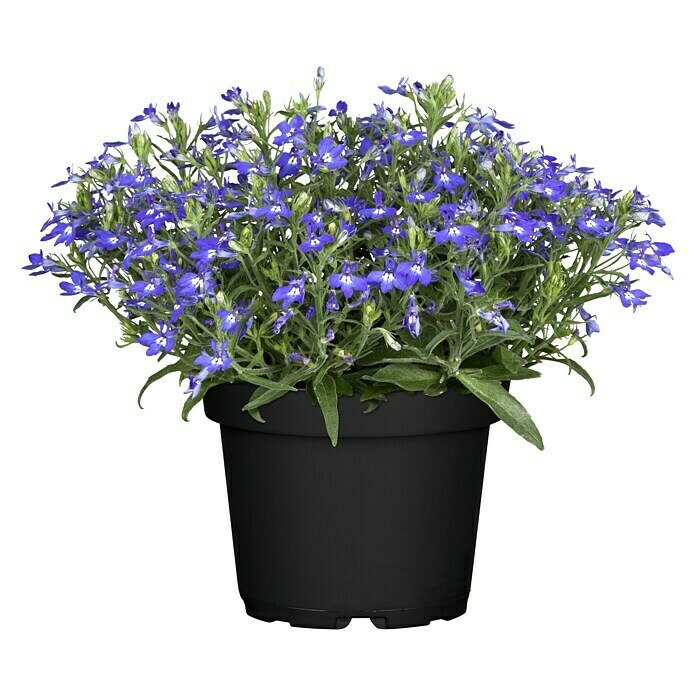 Piardino Lobelie (Lobelia ricardii, Blau) | BAUHAUS