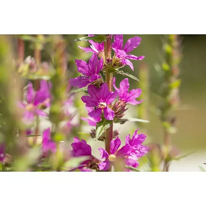 Piardino Blutweiderich - Lythrum salicaria