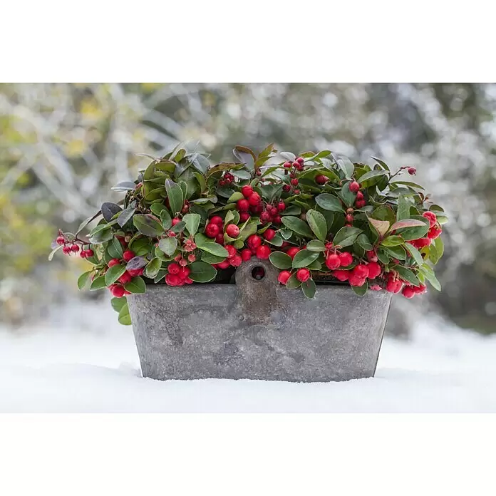 Piardino Rote Teppichbeere - Gaultheria procumbens, Topfgröße: 13 cm, Hellrosa - Pflanze mit roten Beeren in einem rustikalen grauen Metalleimer im Schnee.