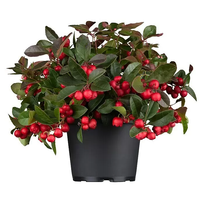 Piardino Rote Teppichbeere - Gaultheria procumbens, Topfgröße: 13 cm, Hellrosa - Kompakte Pflanze mit leuchtend roten Beeren und grünen Blättern in einem schwarzen Topf.