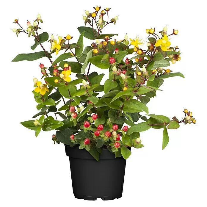 Piardino Johanniskraut - Hypericum androsaemun in Sorten, Topfgröße: 18 cm, Gelb - Vorderansicht