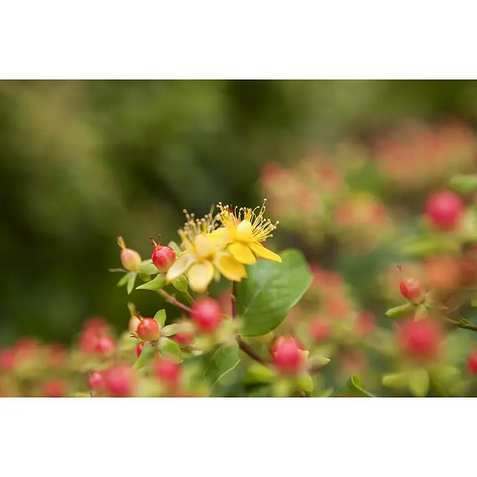 Piardino Johanniskraut - Hypericum androsaemun in Sorten, Topfgröße: 18 cm, Gelb - Nahaufnahme einer Hypericum androsaemum-Pflanze mit gelben Blüten und roten Beeren. Ein schöner, natürlicher Farbtupfer für jeden Garten.
