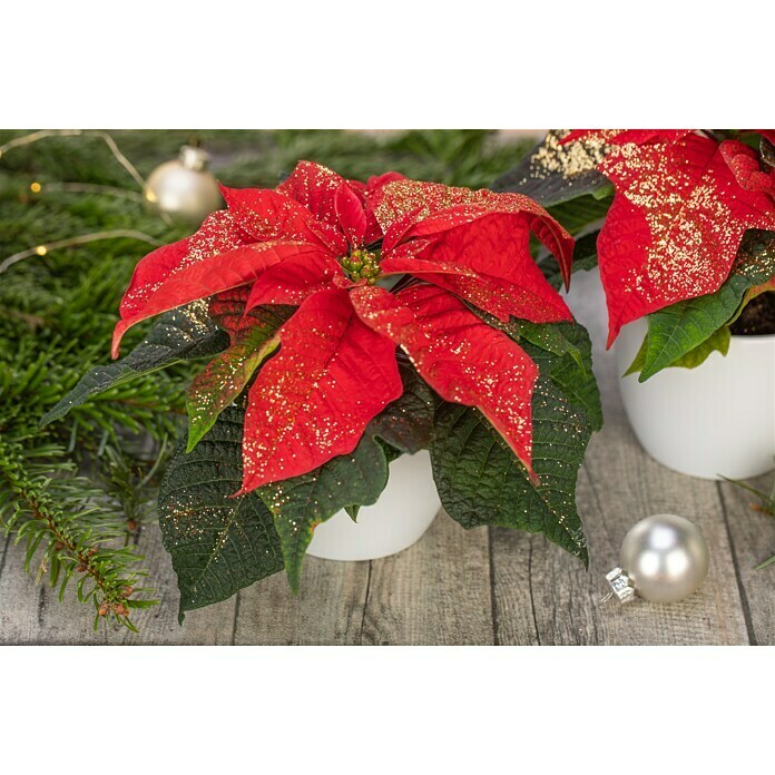 Piardino Weihnachtsstern Mini - Euphorbia pulcherima, Rot beglittert,  Topfgre: 6 cm online kaufen bei BAUHAUS