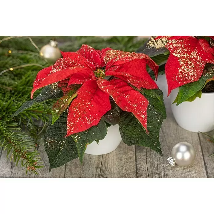 Piardino Weihnachtsstern Mini - Euphorbia pulcherima, Rot beglittert, Topfgröße: 6 cm - Stimmungsaufnahme