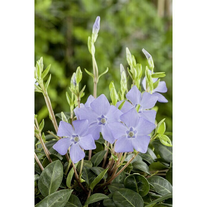 Vinca minor 2 in verschiedenen Farben i.