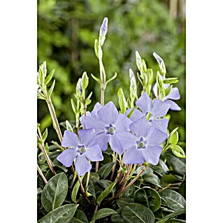 Piardino Kleinblättriges Immergrün (Vinca minor, Topfgröße: 15 cm, Blau/Violett)