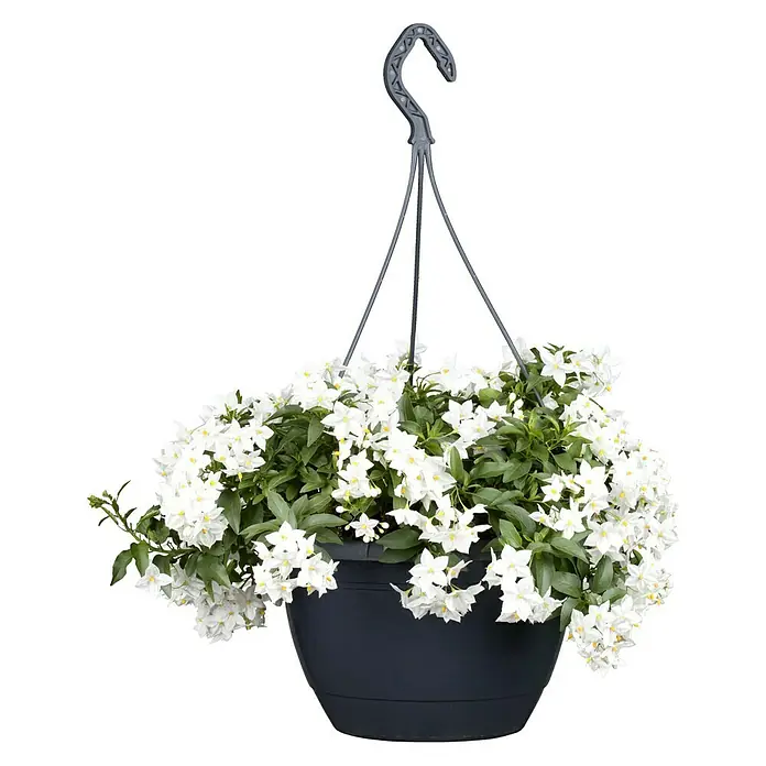 Piardino Jasminblütiger Nachtschatten - Solanum jasminoides, Topfgröße: 27 cm, Weiß - Blütenhängeampel: Eine üppige Hängepflanze mit vielen weißen Blüten und grünen Blättern in einem anthrazitfarbenen Topf, ideal für Balkon oder Terrasse.