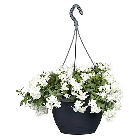 Piardino  Jasminblütiger Nachtschatten