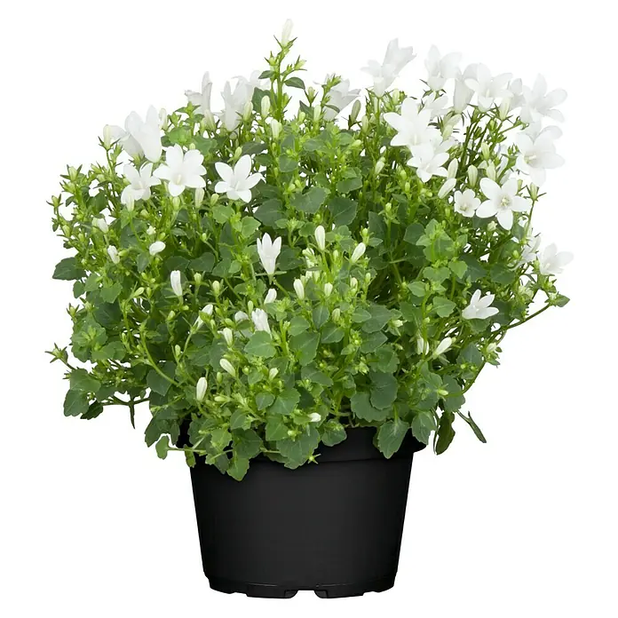 Piardino Glockenblume - Campanula portenschlagiana Get Mee, 11 cm, Weiß - Glockenblumen 'Weiße Fee' im schwarzen Topf, üppig blühend mit zarten weißen Blüten und grünen Blättern. Dekorative Zimmerpflanze für helle Standorte.